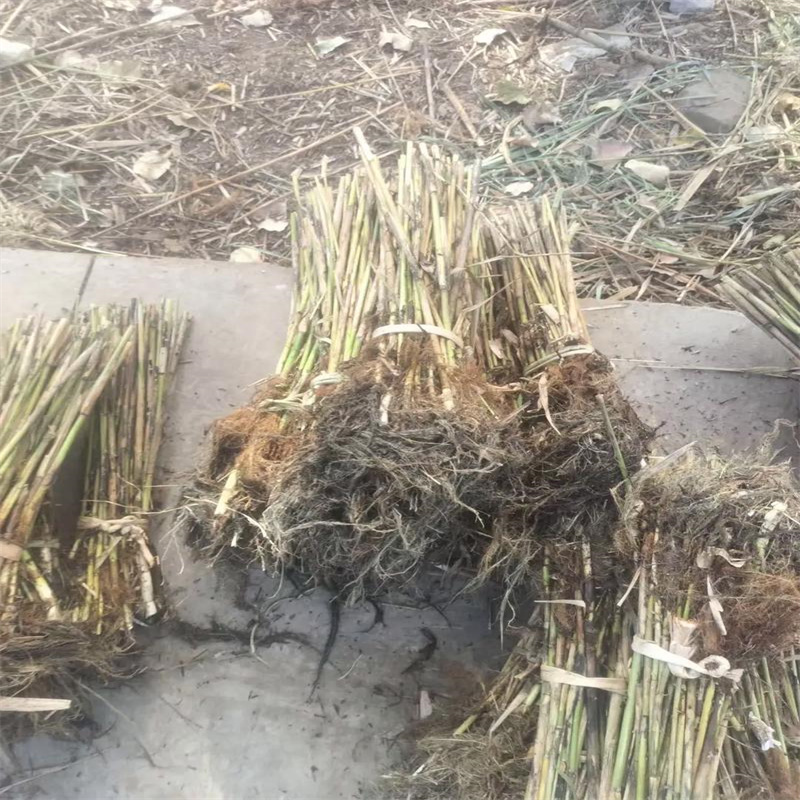 芦苇苗种植经验充足
