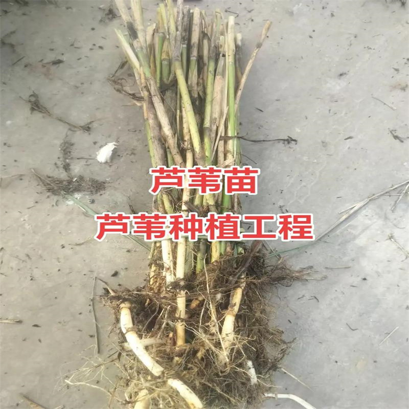 芦苇苗芦苇种苗专业生产团队