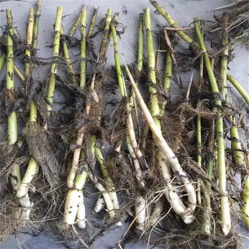 芦苇苗芦苇苗批发可接急单