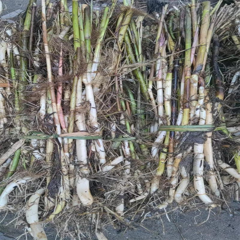 河道治理芦苇苗可在线咨询价格